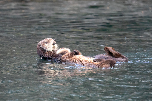 Sea otter mother holding baby on stomach while swimming in ocean