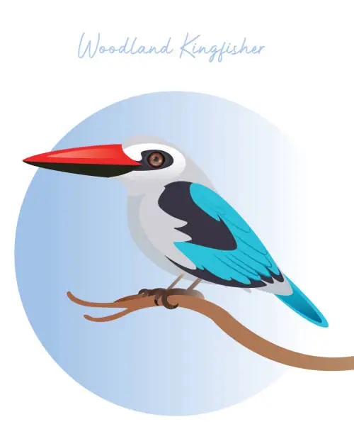 Vector illustration of Woodland kingfisher