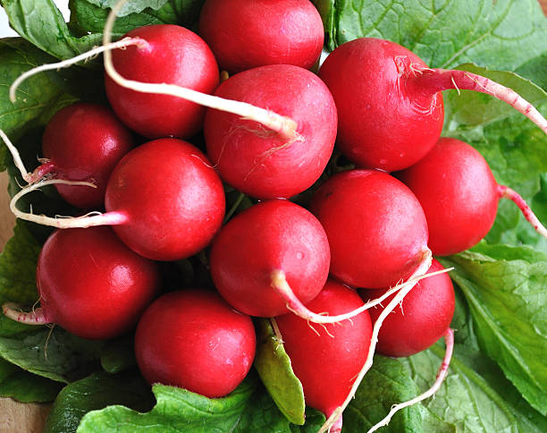 bunch of radishes stock photo