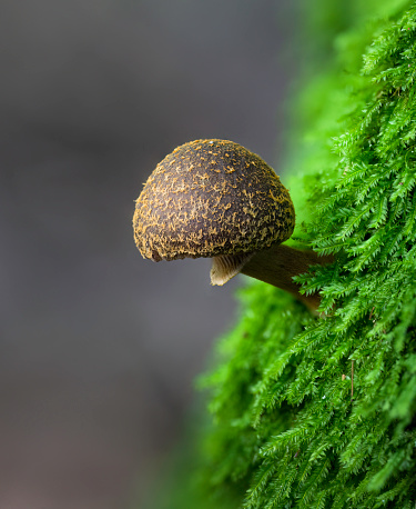 Descolea recedens, a small brown fungus growing among moss in forest. Auckland. Vertical format.
