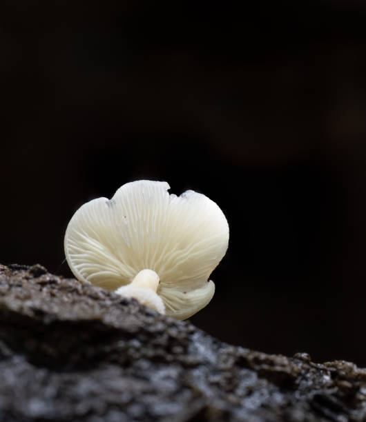istock Gill of a tiny white fungus growing on a fallen tree trunk in forest. Vertical format. Auckland. 1493933730