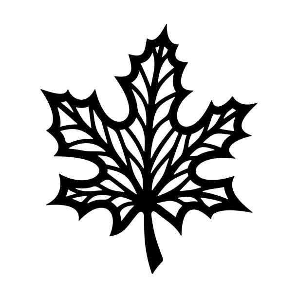 Maple leaf silhouette. Black leaf with veins on a white background. Theme of nature, ecology, organics, environment, autumn, leaf fall. Isolated object, simple design, flat style. Vector illustration. silhouette of the maple leaf tattoo stock illustrations
