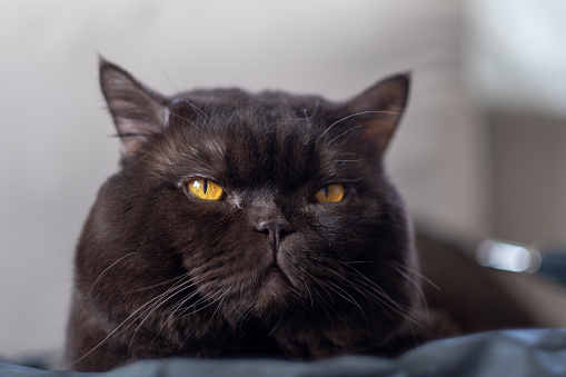 old british hair black cat looking at camera
