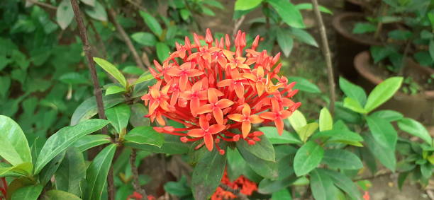 istock Ixora Flowers on Green Leaves Background 1493935589