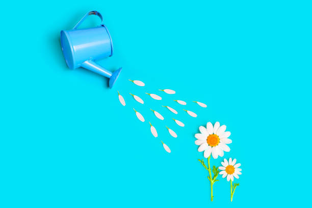 istock Creative Flat Lay with Two Daisies and a Toy Watering Can 1493936261