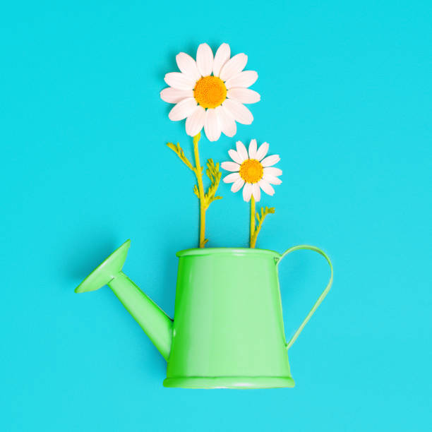 istock Blooming Daisies in a Toy Watering Can on Blue 1493936310