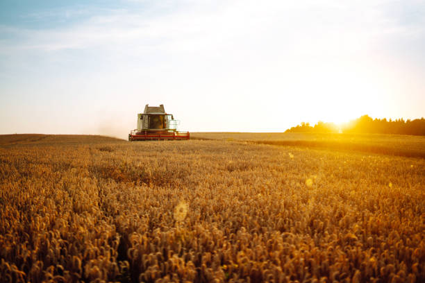 istock Modern industrial combine harvester 1493936413
