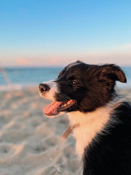 istock Puppy dog on the beach 1493938193