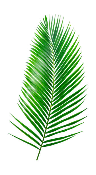 Green Palm leaf Coconut leaves on white background isolate with clipping path it easy to cut and edit.