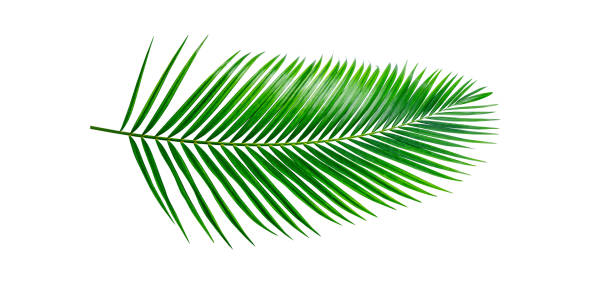 istock Green Palm leaf Coconut leaves on white background isolate with clipping path it easy to cut and edit. 1493938644