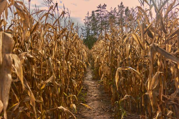 istock a path leading through a corn field at sunset in the summer 1493939057
