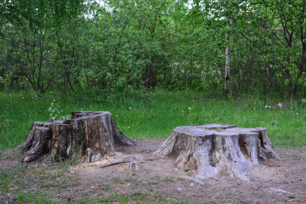 istock Tree stumps are in the woods with the birch tree on the background 1493940811