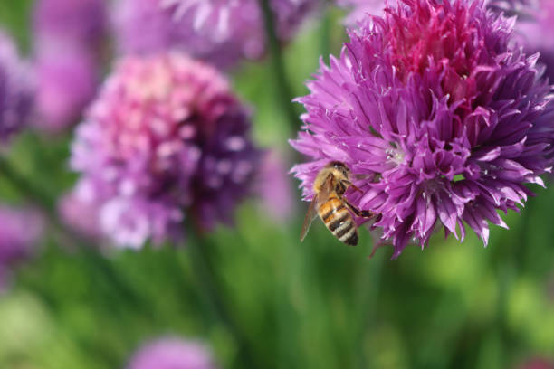 Springtime in an Ornamental garden; single bumblebee on top of an onion flower head. Made with a Macro Objective.