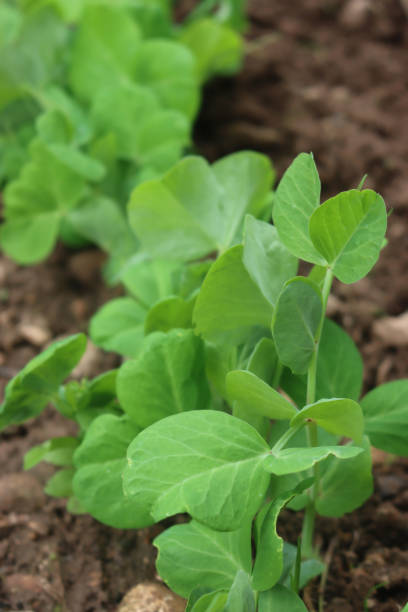 istock French bean plant mangetout, also known as sugar snap pea growing in rows. 1493941093