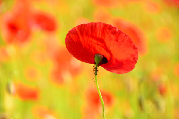 Plant stage: single petal of a poppy flower ( Papaveracea) .after blooming. You can see the single petal , seed pod and stamen.