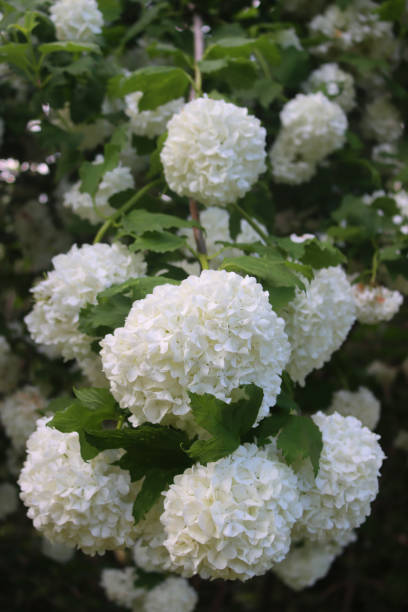 istock Viburnum opulus branches with many white flowers 1493941223