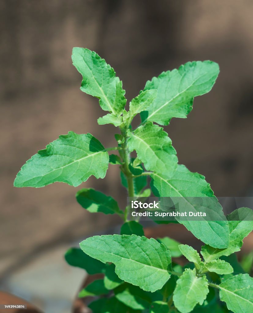 Collection 28+ Wallpapers holy medicinal plant native to the indian subcontinent Completed Collection 28+ Wallpapers holy medicinal plant native to the indian subcontinent Completed