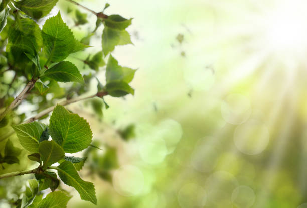istock Green summer leaves against sun, bokeh light and blurred background 1493943989