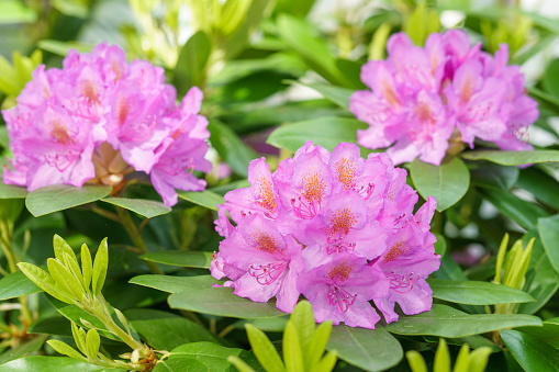 Purple rhododendron flowers in spring