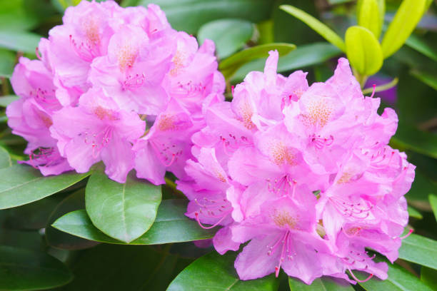 istock Purple rhododendron flowers in spring 1493944340