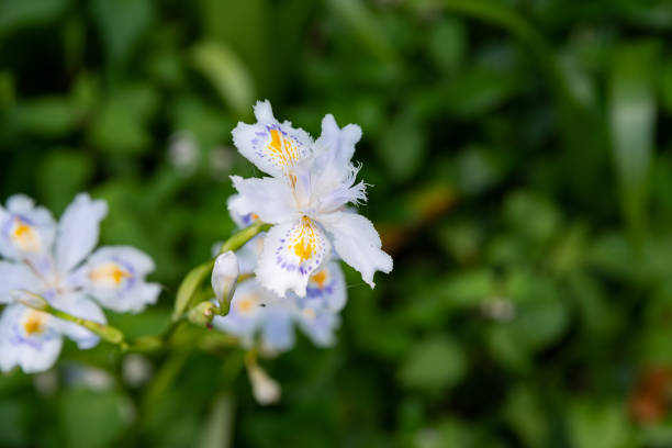 Dietes Grandiflora plant