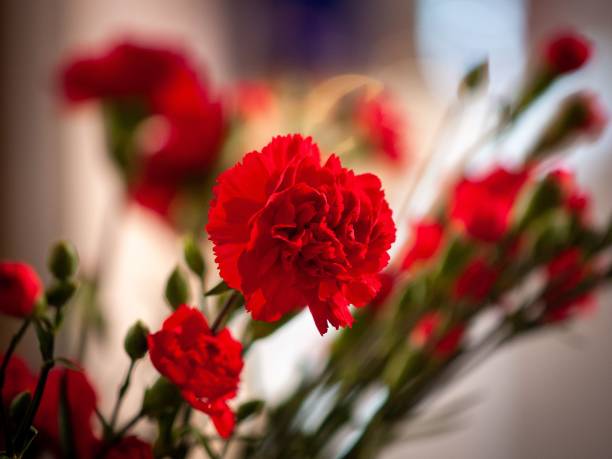 istock a red carnation is in a glass vase on a table 1493945767