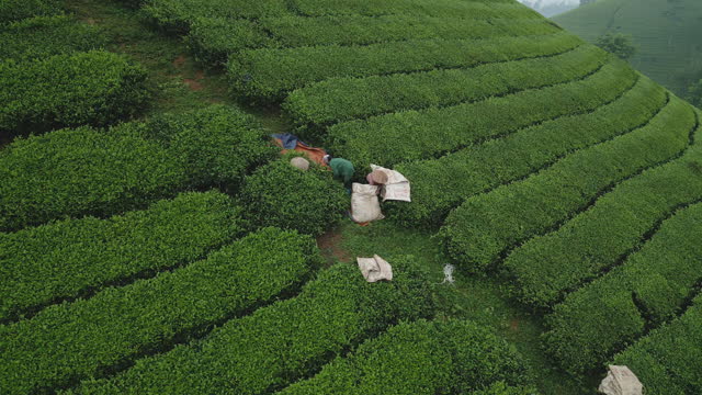 Aerial top view of farmers working on green fresh tea or strawberry farm, agricultural plant fields with mountain hills in Asia. Rural area. Farm pattern texture. Nature landscape, Long Coc, Vietnam.