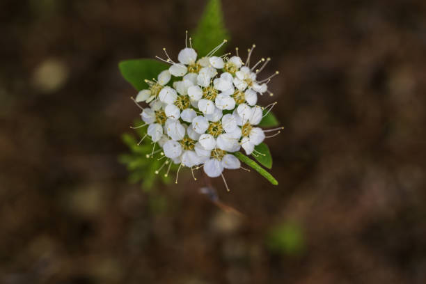 Flowers blooming in the spring cherry bright sunlight