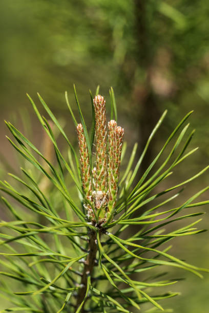 istock Young shoots of pine tree on blurred background 1493948713