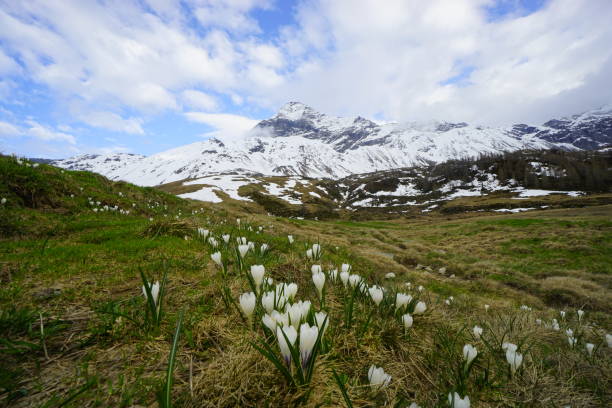 山の花 - spring crocus temperate flower european alps ストックフォトと画像