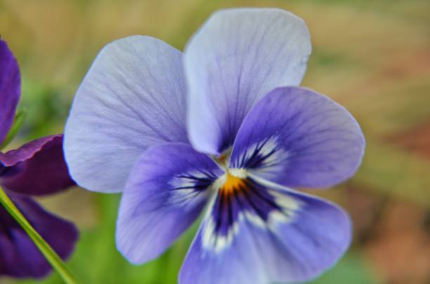 istock Purple bloom of a pansy 1493949622