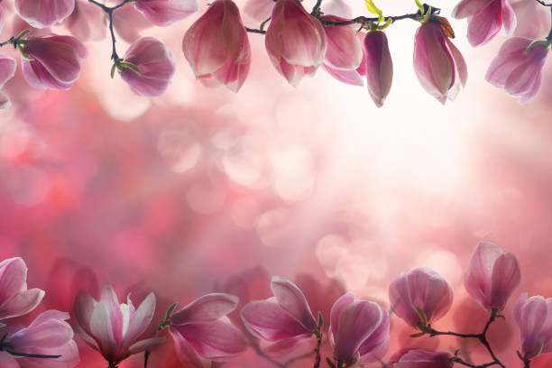 istock Pink nature background border composition with pink flower and bokeh light 1493950674