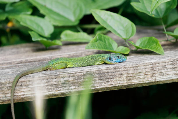 istock European Green Lizard (Lacerta viridis ) Male 1493950690