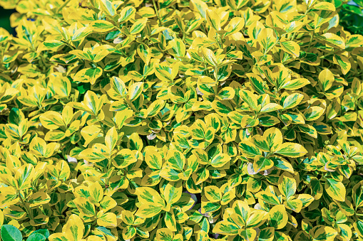 Background of multicolored shrub leaves large texture. photo
