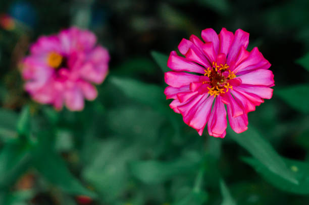 Zinnia elegans is pink in color, with an bokeh background