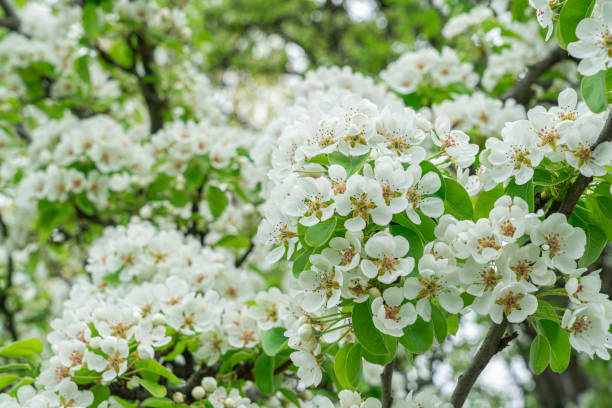 istock Blooming pear branches close-up on a beautiful background 1493959360