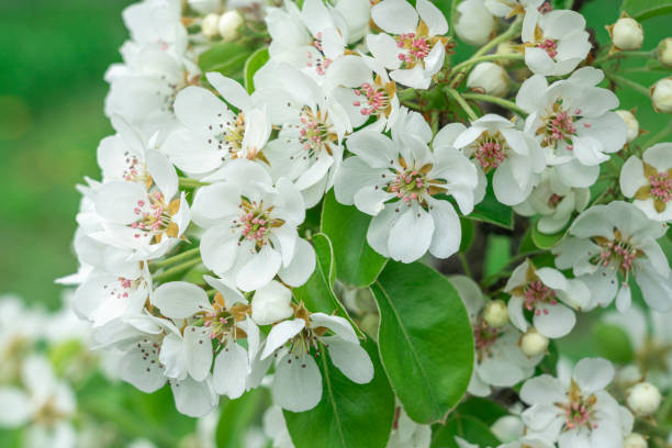 istock Blooming pear branches close-up on a beautiful background 1493959780