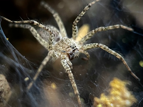 Intimate close-up on a domestic spider specimen