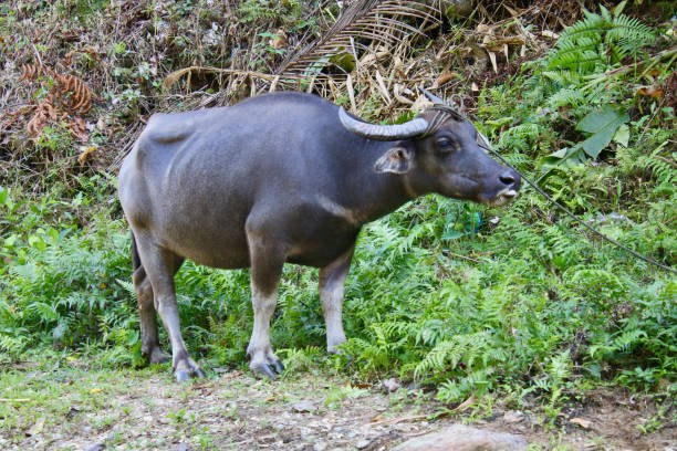 istock Buffalo in the wild. Tamaraw Bull. 1493963186