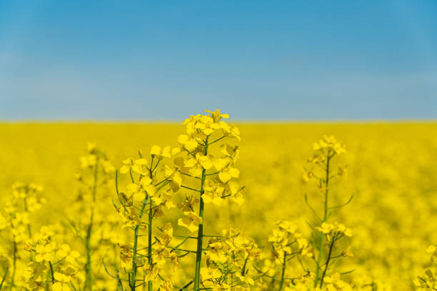 Yellow rape flowers close up. Flowering, bright yellow oilseed rape.