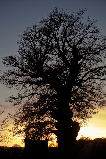 Silhouetted bare ancient oak tree, hórreo and sunset background, sunny winter day in Galicia, Spain.