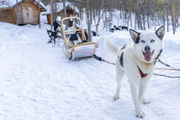 Siberian Husky in front of a sled Siberian Husky in front of a sled in Lapland, Finland dogsledding stock pictures, royalty-free photos & images