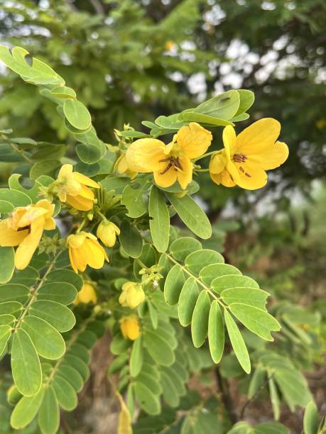 istock Close-up of flower of Scrambled Egg Tree - Senna surattensis (Burm.f.) 1493965653