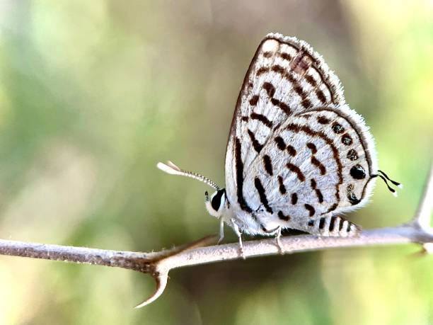 mariposa pierrot azul - blade of grass flash fotografías e imágenes de stock