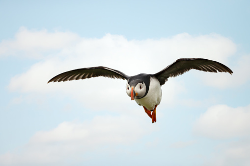 Close-up of Atlantic puffin in flight, UK.