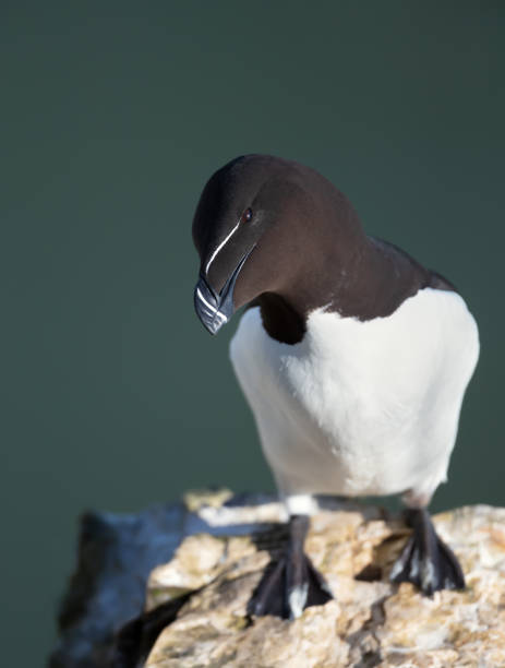 istock Close-up of a Razorbill perched on a rock 1493967163