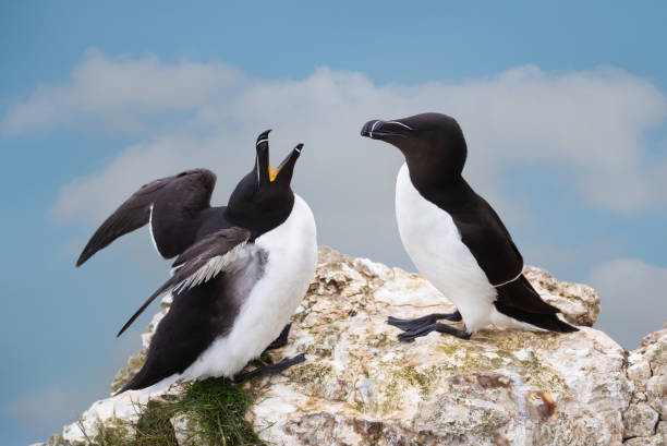 istock Close-up of two bonding Razorbills 1493967188