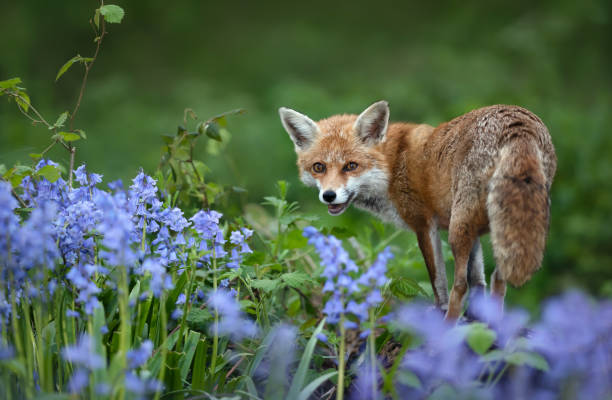 istock Red fox amongst bluebells in spring 1493967226