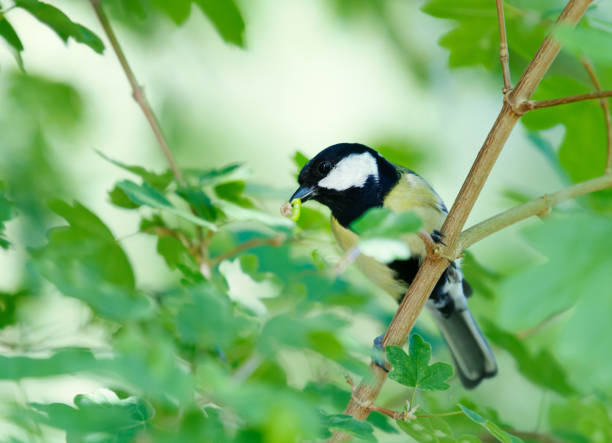 Great Tit (Parus major) on a fat ball. Caronno Pertusella. Italy.
