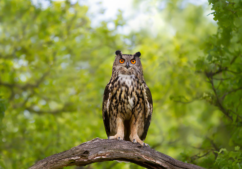 Close-up of Eurasian Eagle Owl (Bubo bubo) perched on a tree branch, UK.